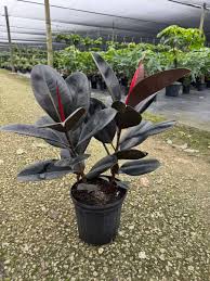 Image result for Ficus elastica