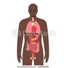 Male internal organs visual educational material for school, college, university, and hospital internship education.male internal organs with heart, liver, spleen, small intestine, large intestine, male urethra. Internal Organs In Male Body Internal Organs In A Black Man Body Stomach Heart Kidney And Other Organs In Male Silhouette Canstock