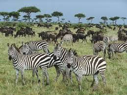 Wild Zebras Animals Wild Rainforest Animals Animal Planet