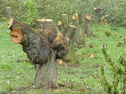 Wer rechtswidrig fällt, muss in der regel mit schadensersatzforderungen rechnen. Angst Vor Artenschutzgesetz Landwirte Fallen Baume In Frankischer Schweiz Egloffstein Egloffstein Nordbayern