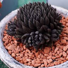 Very Rare Sinocrassula Yunnanensis Chinese Jade Live Plant Chinese Jade Live Plant Rare Sinocrassula Yunnanensis Succulents Plants Jade Plants