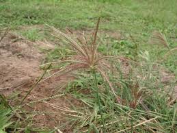 Image result for Chloris pilosa