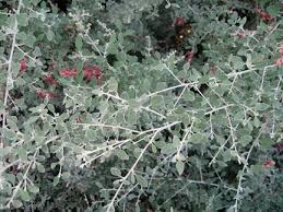 Image result for Rhagodia