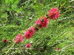 Image result for Melaleuca sp. A (Biegel 5741)