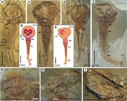 Image result for Orthopichonia