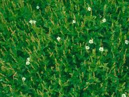 Image result for Asystasia glandulosa