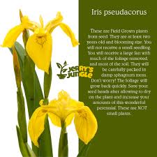 Image result for Iris pseudacorus