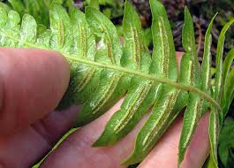 Image result for Blechnum australe