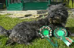 Scottish Terrier Breeds Agility League