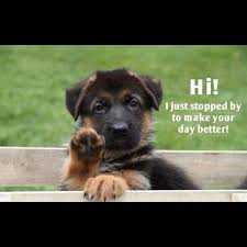 Pin By Chloe Riportella On Animals Shepherd Puppies Animals German Shepherd Dogs
