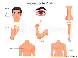 A) free body diagram for the block; Medical Education Chart Of Biology For Male Body Parts Diagram Stock Vector Adobe Stock