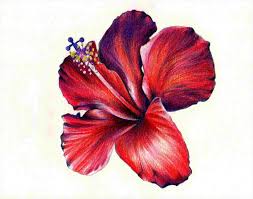 Colour Pencil Sketch Of Flowers Max Installer With the lightest colored pencil still in your hand, sketch in the smaller, more intricate details. colour pencil sketch of flowers max