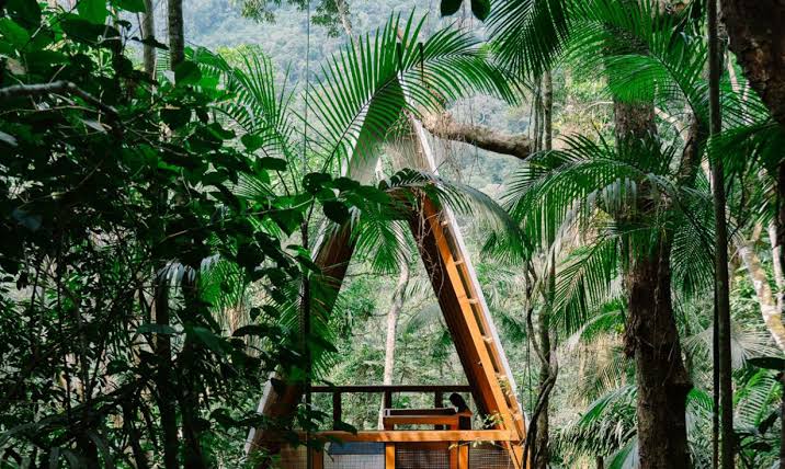 A monkey house in between trees - What Design Can Do