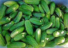 Image result for Cucumis sativus