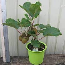We've noticed you are using on outdated version of. How To Grow Kiwi In A Pot Growing Kiwi In Containers