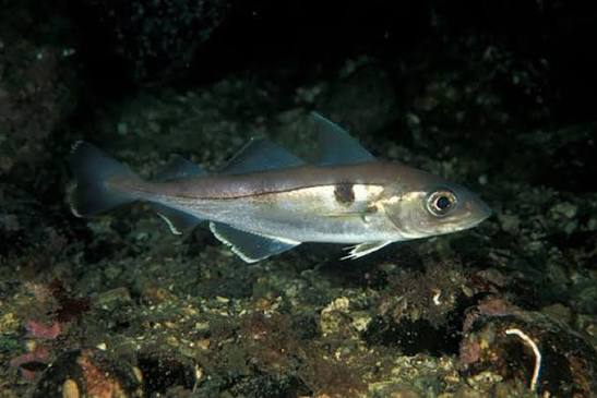 Haddock | NOAA Fisheries