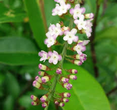 Image result for Citharexylum