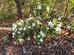 Image result for Aneilema pedunculosum