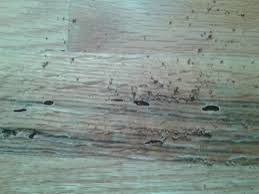 Termite Activity In Hardwood Flooring Hardwood Hardwood Floors Termite Damage