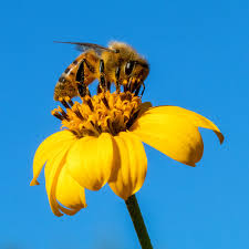 Image result for Vangueria esculenta