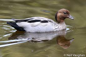 Image result for Urochloa jubata