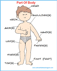 Anggota badan apk is a education apps on android. 123 Vocabulary Corner Part Of Body Bagian Bagian Tubuh