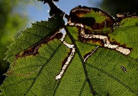 Image result for Stigmella floslactella