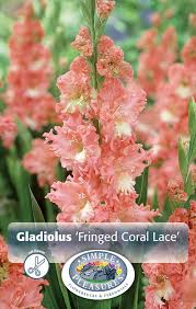 Image result for Gladiolus curtifolius