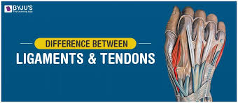 Tendons transmit the mechanical force of muscle contraction to the bones. Difference Between Tendon And Ligament