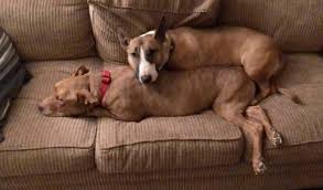 Enter your zip code & find info on low cost vet. Speranza Animal Rescue