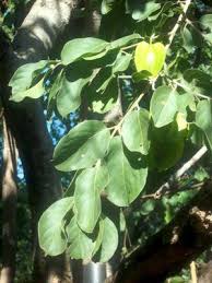 Image result for Combretum engleri