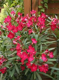 4 Plant Lipstick Red Oleander Patio Blooms Pkg Kens Nursery Oleander Plants Wonderful Flowers Oleander