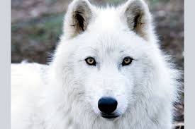 What Kind Of Wolf Are You