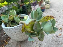 Image result for Kalanchoe marmorata