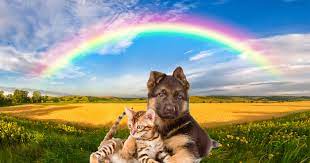 Es ist daher natürlich für besitzer von kranken tieren, sich zu fragen. Das Machen Haustiere Minuten Vor Dem Einschlafern