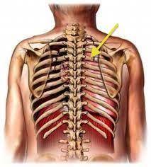 Maybe you would like to learn more about one of these? Pin On Reference Physiotherapy