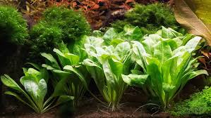 Image result for Samolus