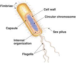 Simple Prokaryotic Cell Diagram Printable Diagram Prokaryotic Cell Cell Diagram Cell Wall