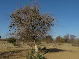 Image result for Strychnos cocculoides