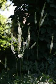 Image result for Faurea racemosa