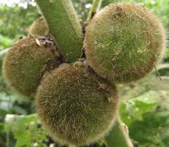 Contains riboflavin (which neutralises free radicals). The Health Benefits Of Naranjilla Fruit