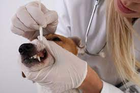 Our services include physical examinations, preventive vaccinations, medical and wellness exams, surgeries, and dental care for both dogs and cats. Pin On Pet Dental Specialist