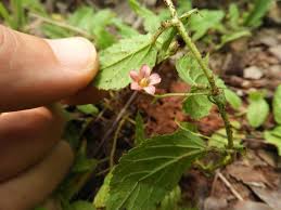 Image result for Hermannia quartiniana