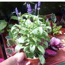 Use youtube to improve your english pronunciation. Anak Pokok Bunga Lavender English Lavender Plants Potted Plants Flower Bunga Hiasan Pokok Hidup Pokok Hiasan Live Plants Shopee Malaysia