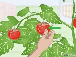 Pick fruits as they ripen. How To Pick Tomatoes 14 Steps With Pictures Wikihow