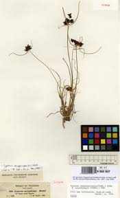 Image result for Pycreus aethiops