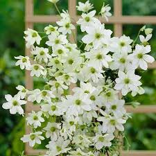 When to cut back evergreen clematis. Evergreen Clematis Early Sensation Yougarden