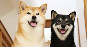 Learn how and where to buy shiba inu. Shiba Inu Colors How Many Variations Are There