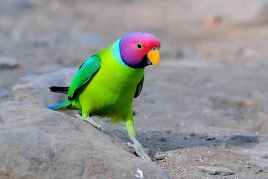 Plum Headed Parakeet