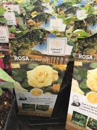 See more of corinne rose news on facebook. Roses Corinnes Choice 12 Mockridge Nurseries Facebook